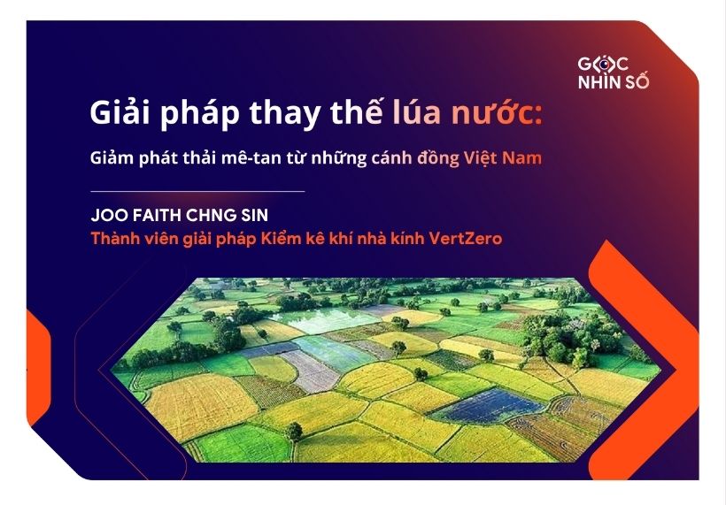 Giải pháp thay thế lúa nước: Giảm phát thải mê-tan từ những cánh đồng Việt Nam