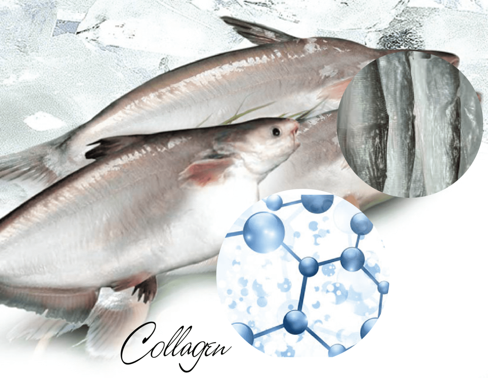 Nguồn collagen tự nhiên từ da cá tra đem về nguồn lợi cao