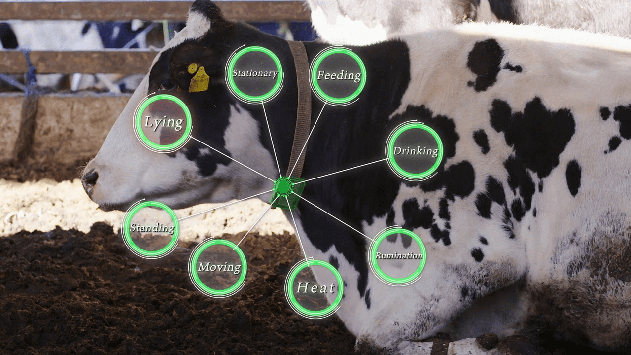 Sử dụng chip, vòng điện tử để kiểm soát và chăn nuôi gia súc, gia cầm